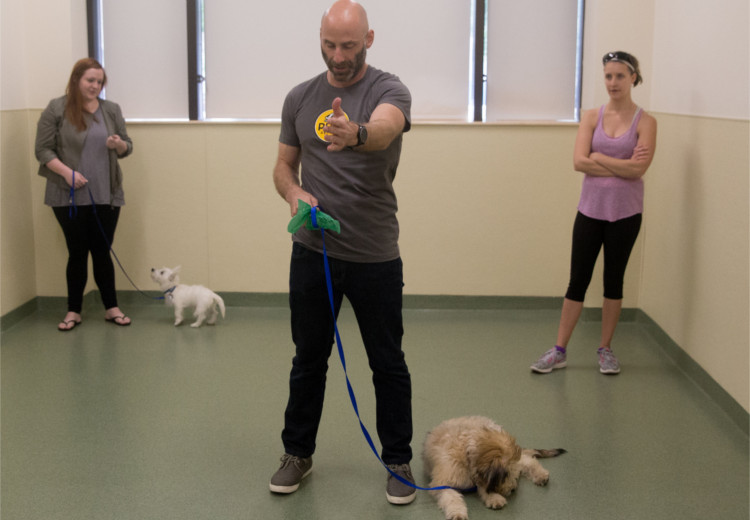 Canine Good Citizen Urban Program