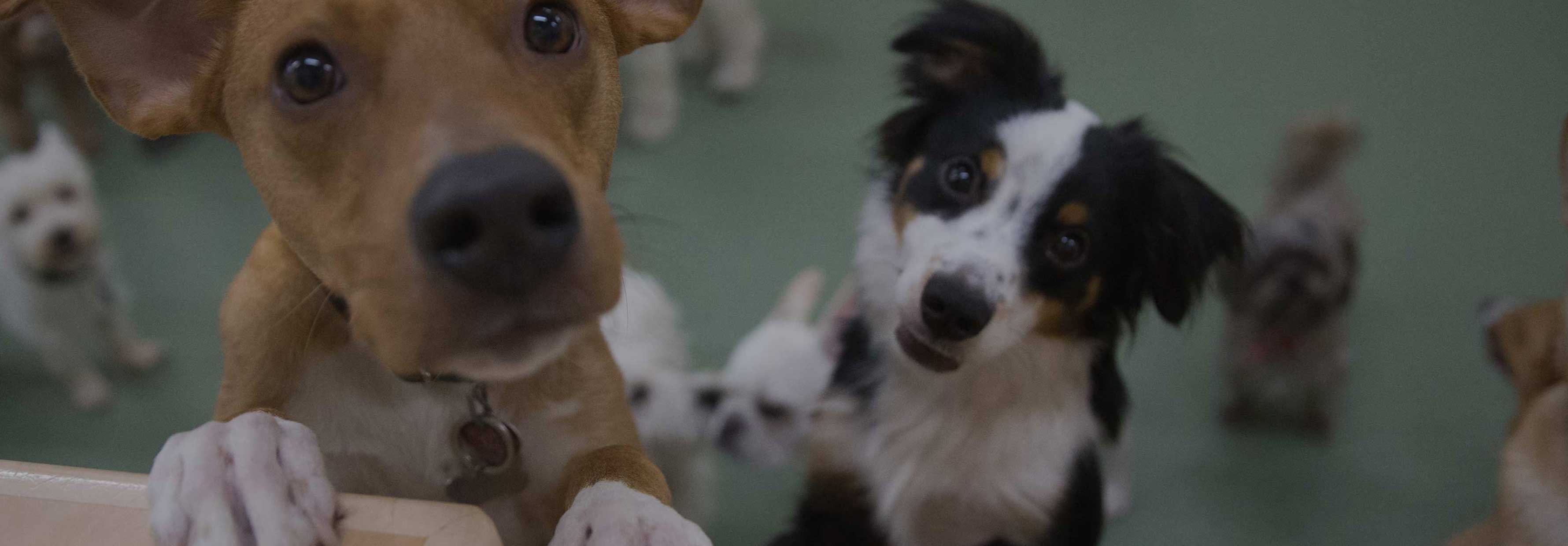 Pups