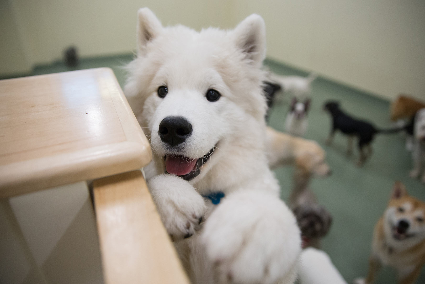 Daycare Benefits