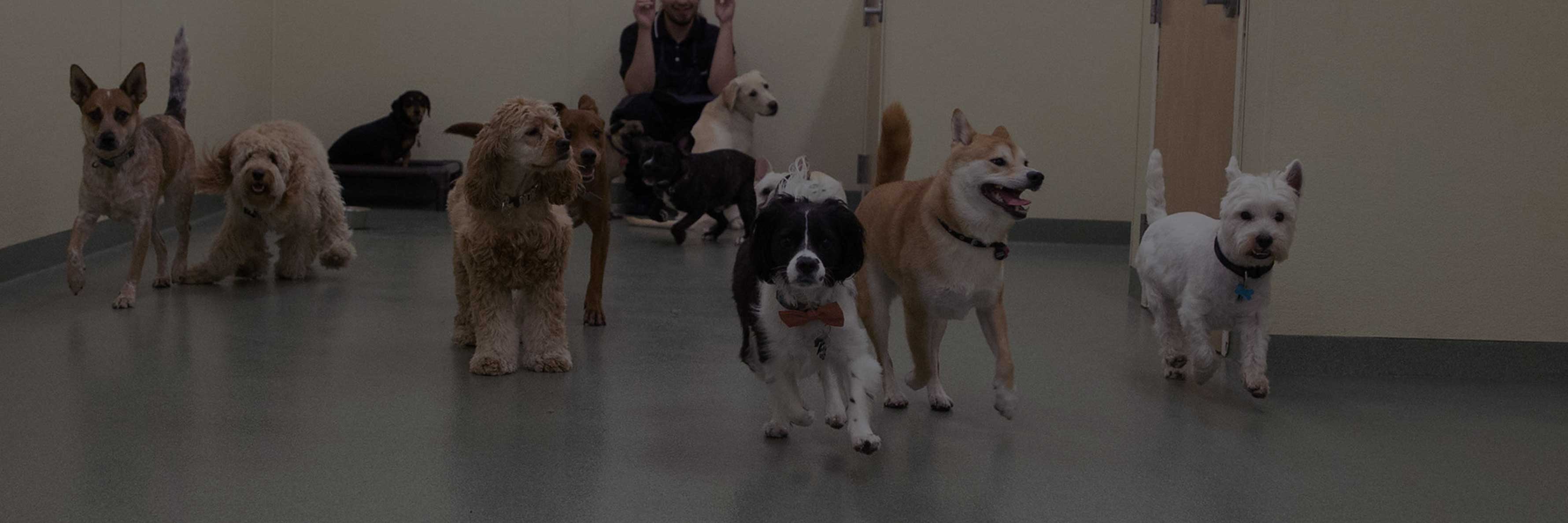 Pups