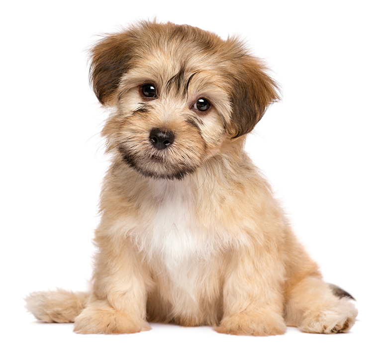 New Puppy