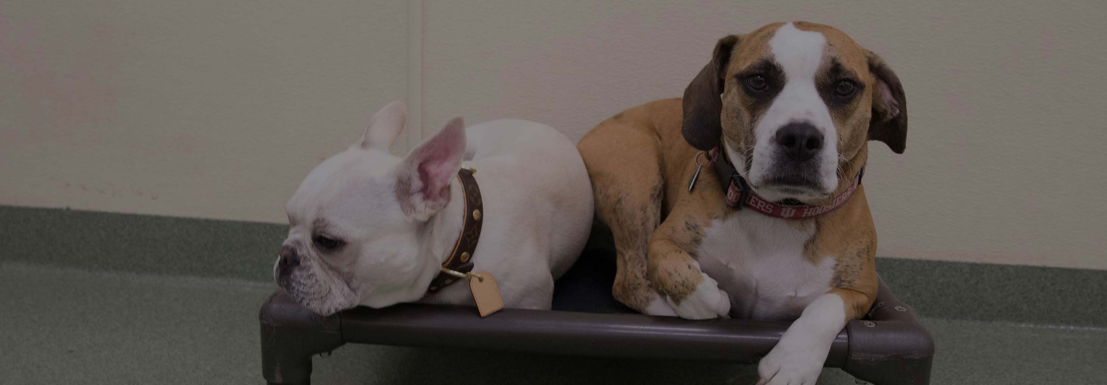 Pups