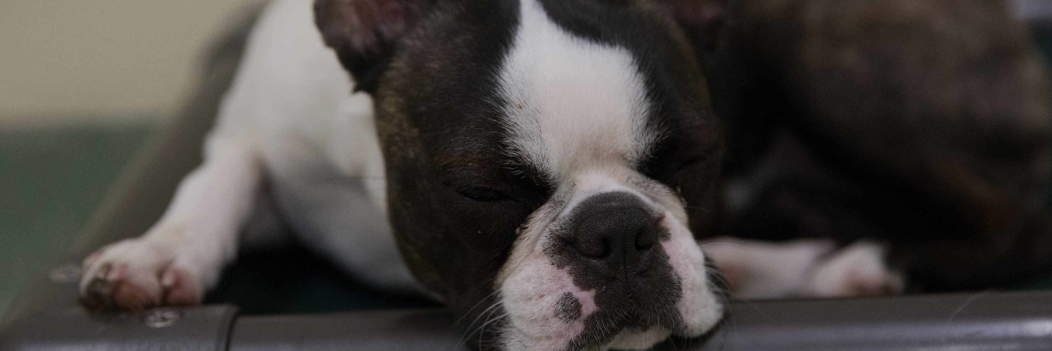 Pups