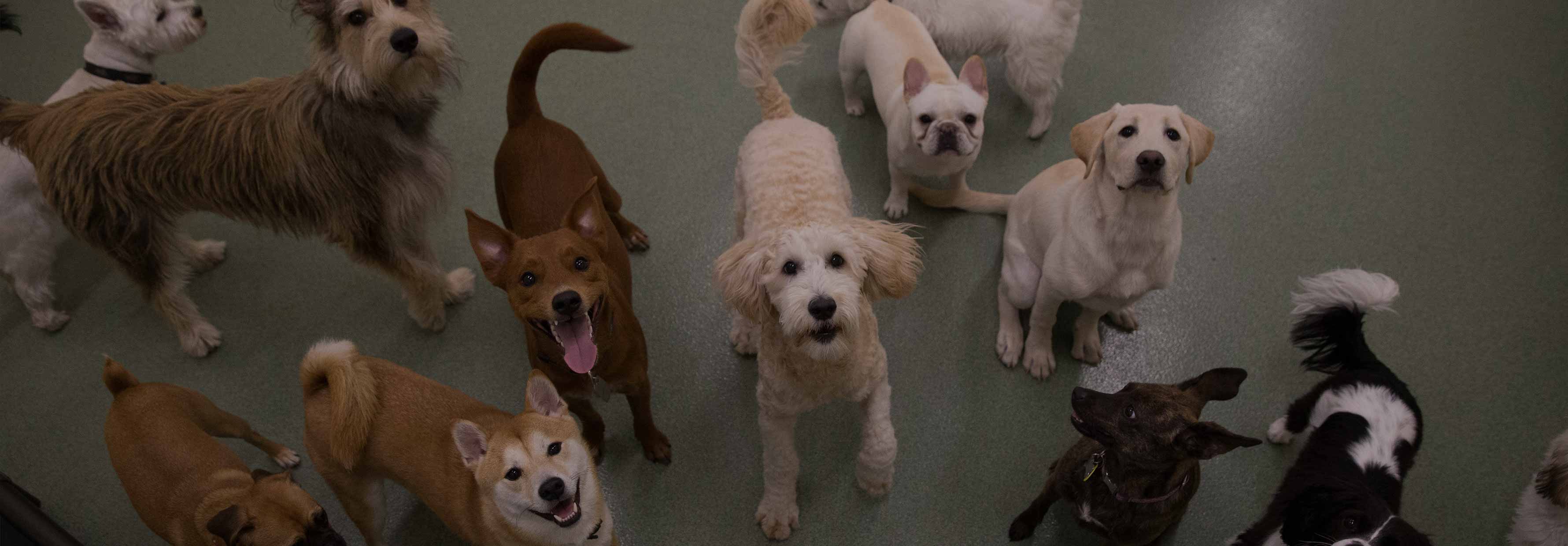 Pups
