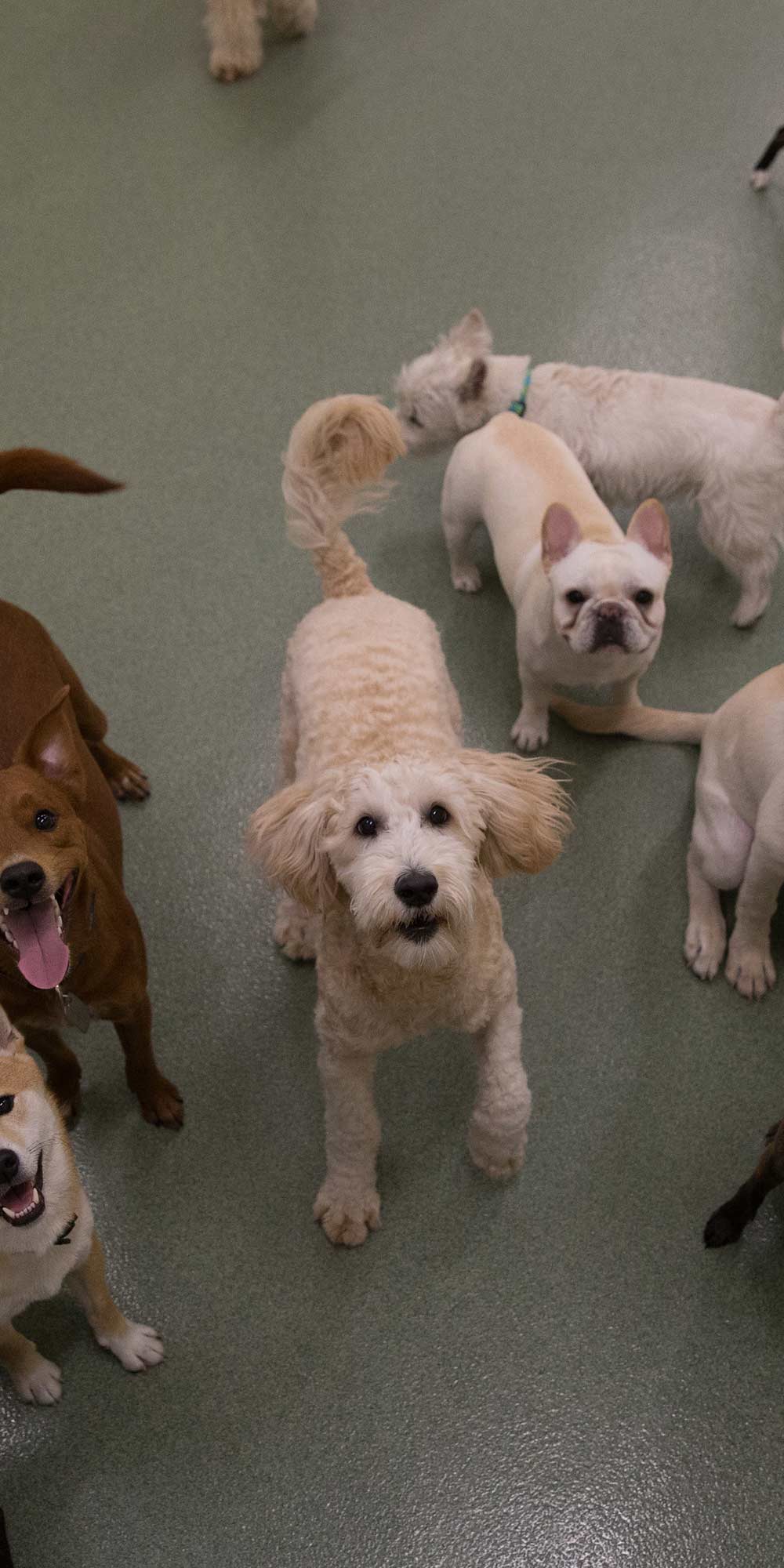 Pups