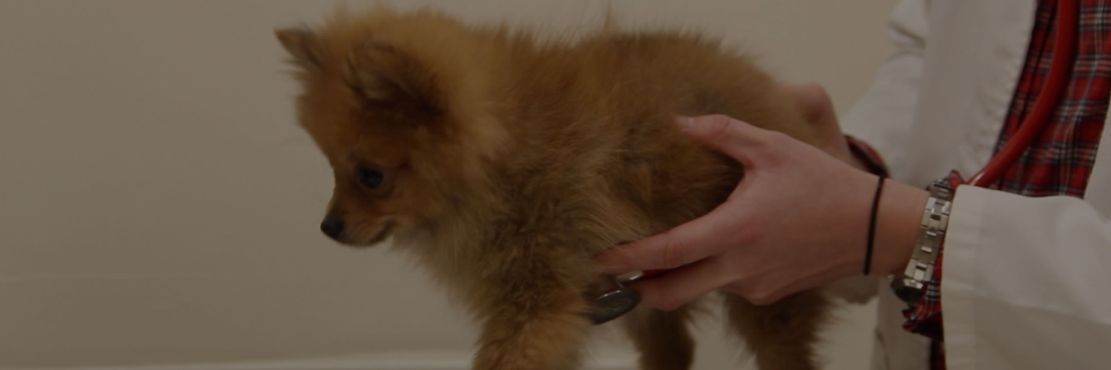 Pups