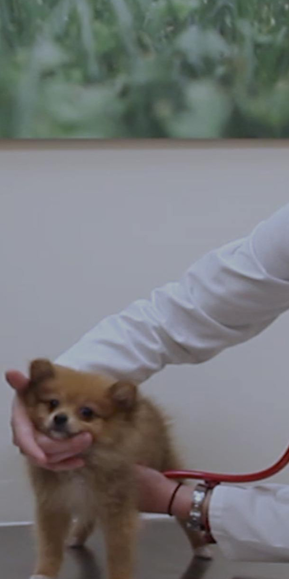 Pups