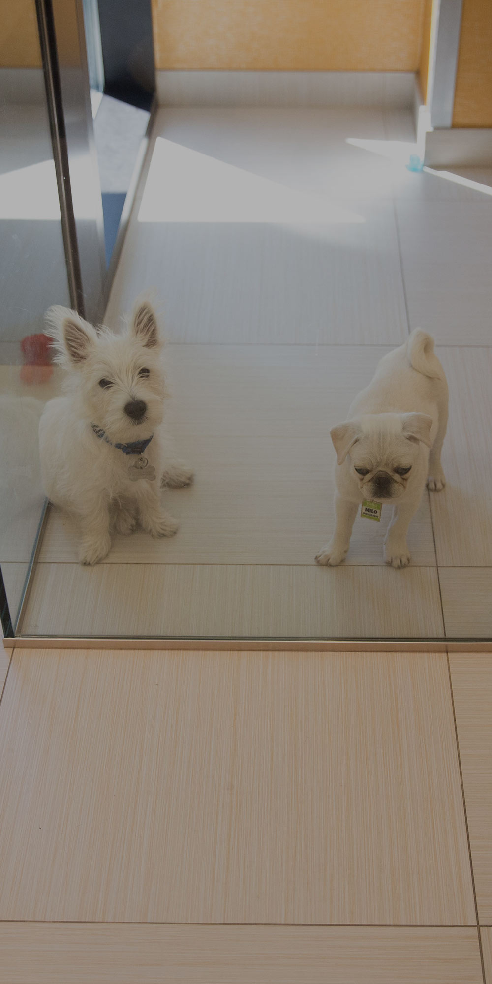 Pups