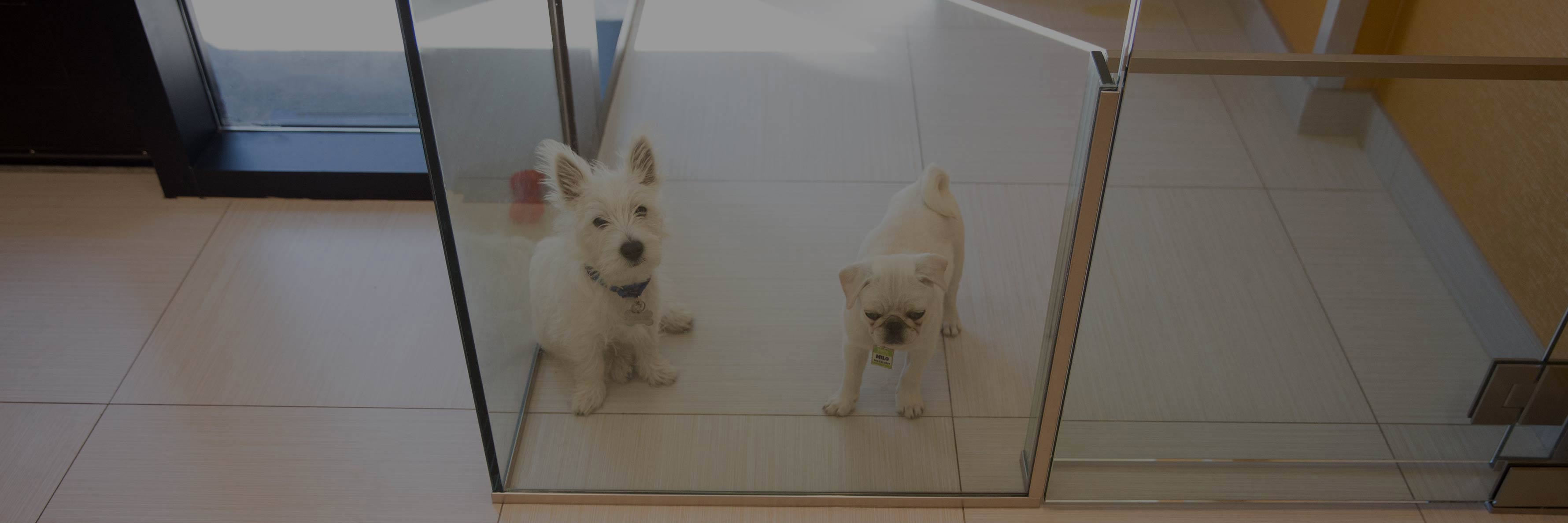 Pups