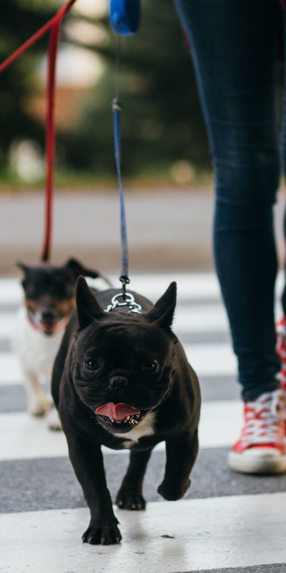 Pups