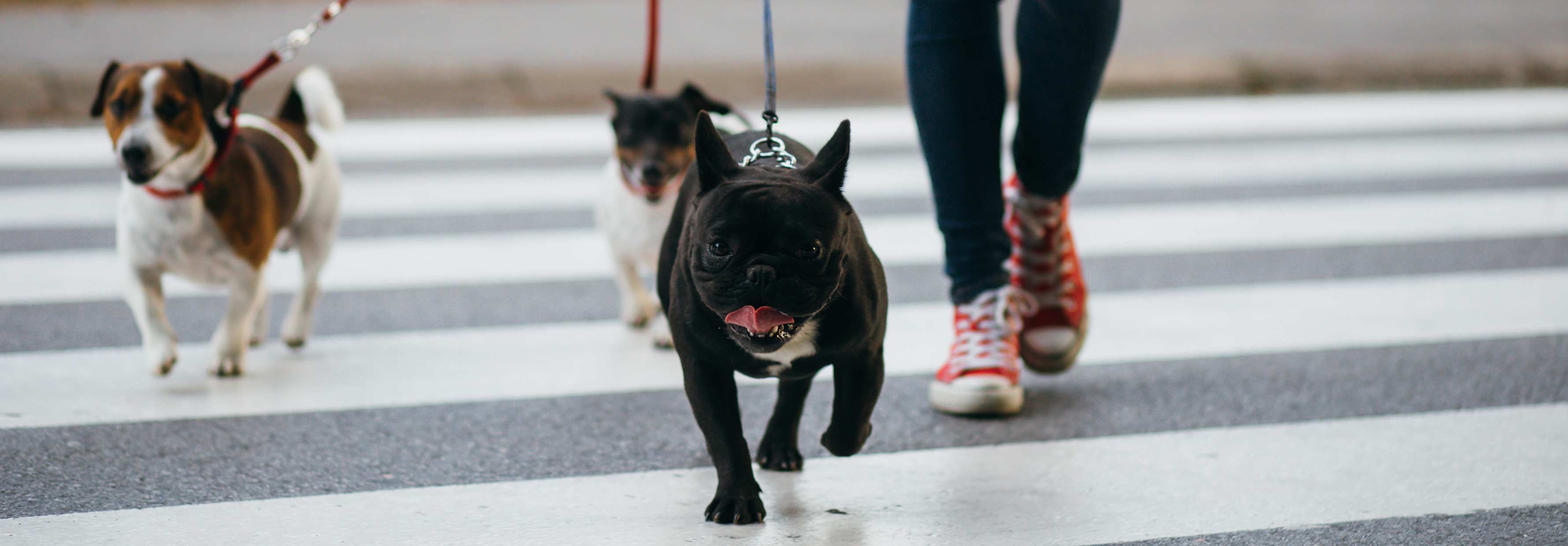 Pups