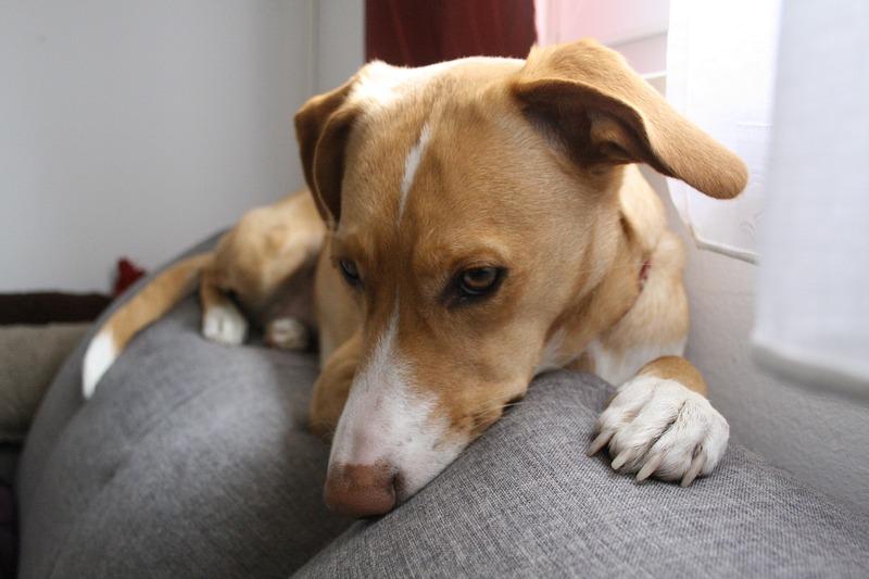 Training Tips and Tricks: Why Isn’t My Dog Listening?