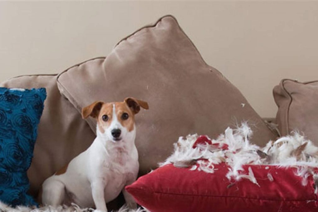 Training Tips and Tricks: Separation Anxiety