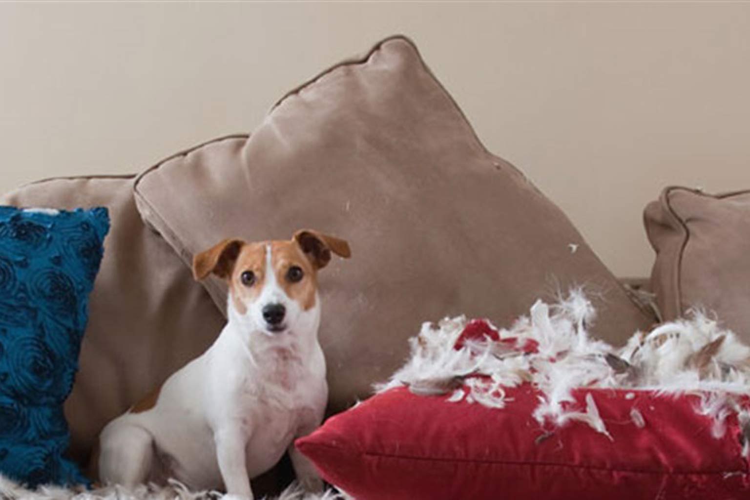 Training Tips and Tricks: Separation Anxiety