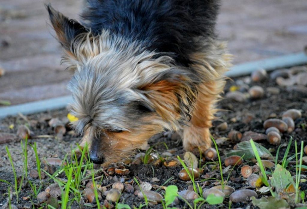 Let Them Sniff!