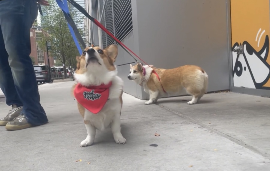 Break up Your Dog’s Day! Why Walking is so Important