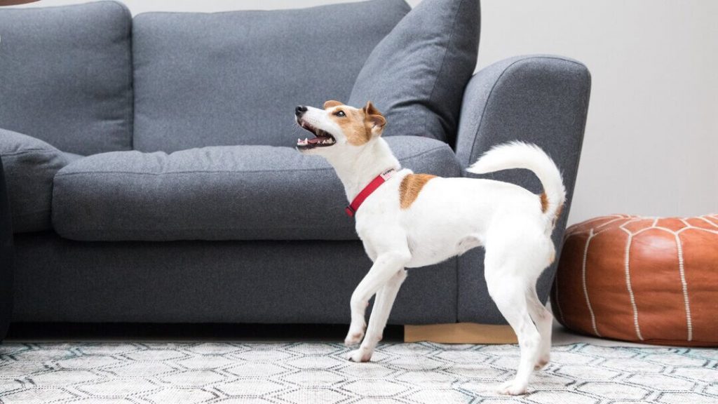 Training Tips and Tricks: Different Types of Barking