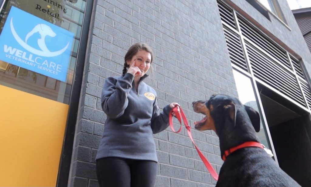 Every Dog Needs Training!