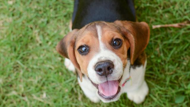 Training Tips and Tricks: Dog Communication – Why we Use Both Verbal Cues and Hand Signals