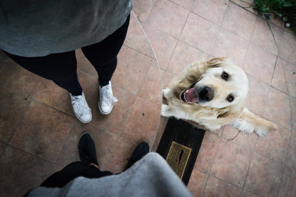 Training Tips and Tricks: Attention Seeking Behaviors