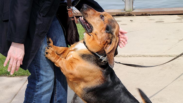 Training Tips and Tricks: Does Your Pup Embarrass You by Jumping on Guests and Strangers?
