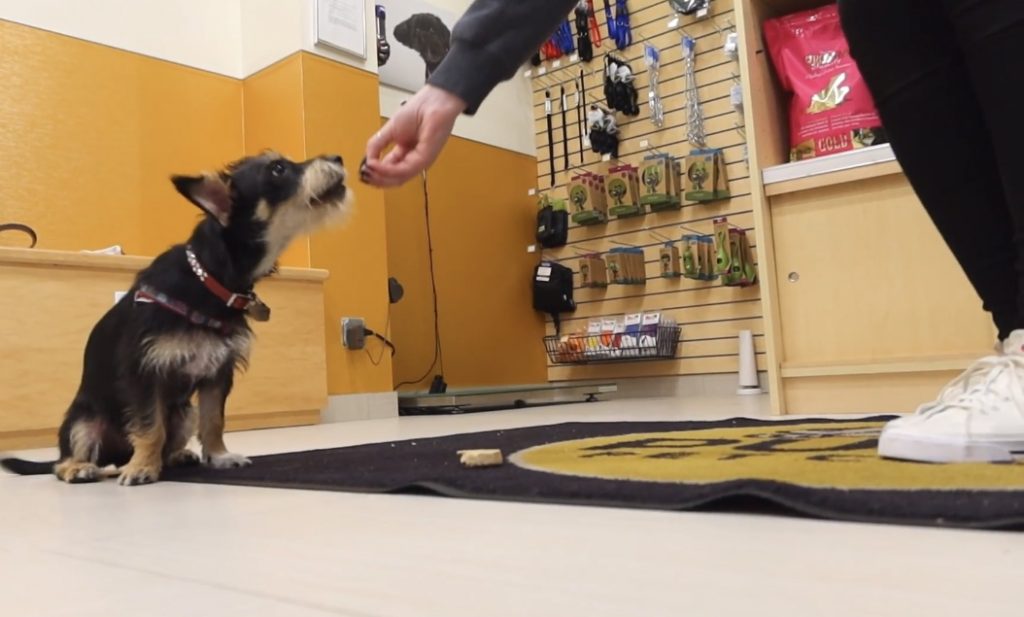 Teaching Your Dog “Leave It”