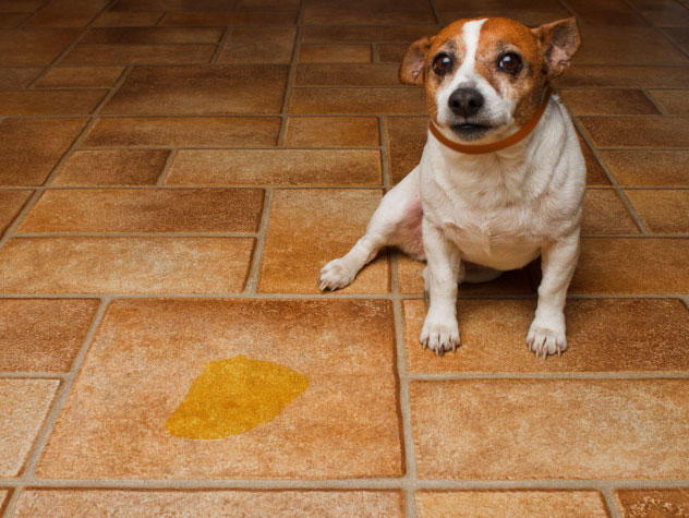 Training Tips and Tricks: Have You Hit a Plateau With Potty Training or Need Help With Your Pup?
