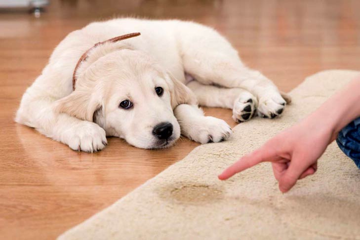 Training Tips and Tricks: Potty Training