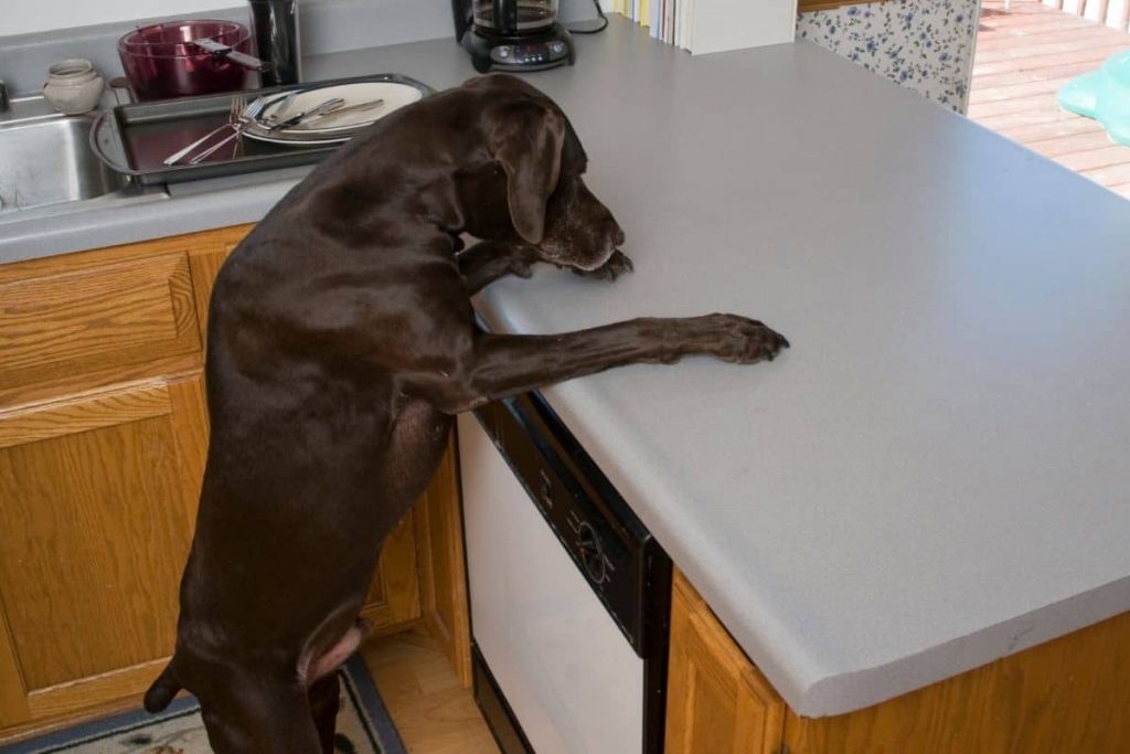 Do You Have a Counter Thief in Your Midst?!