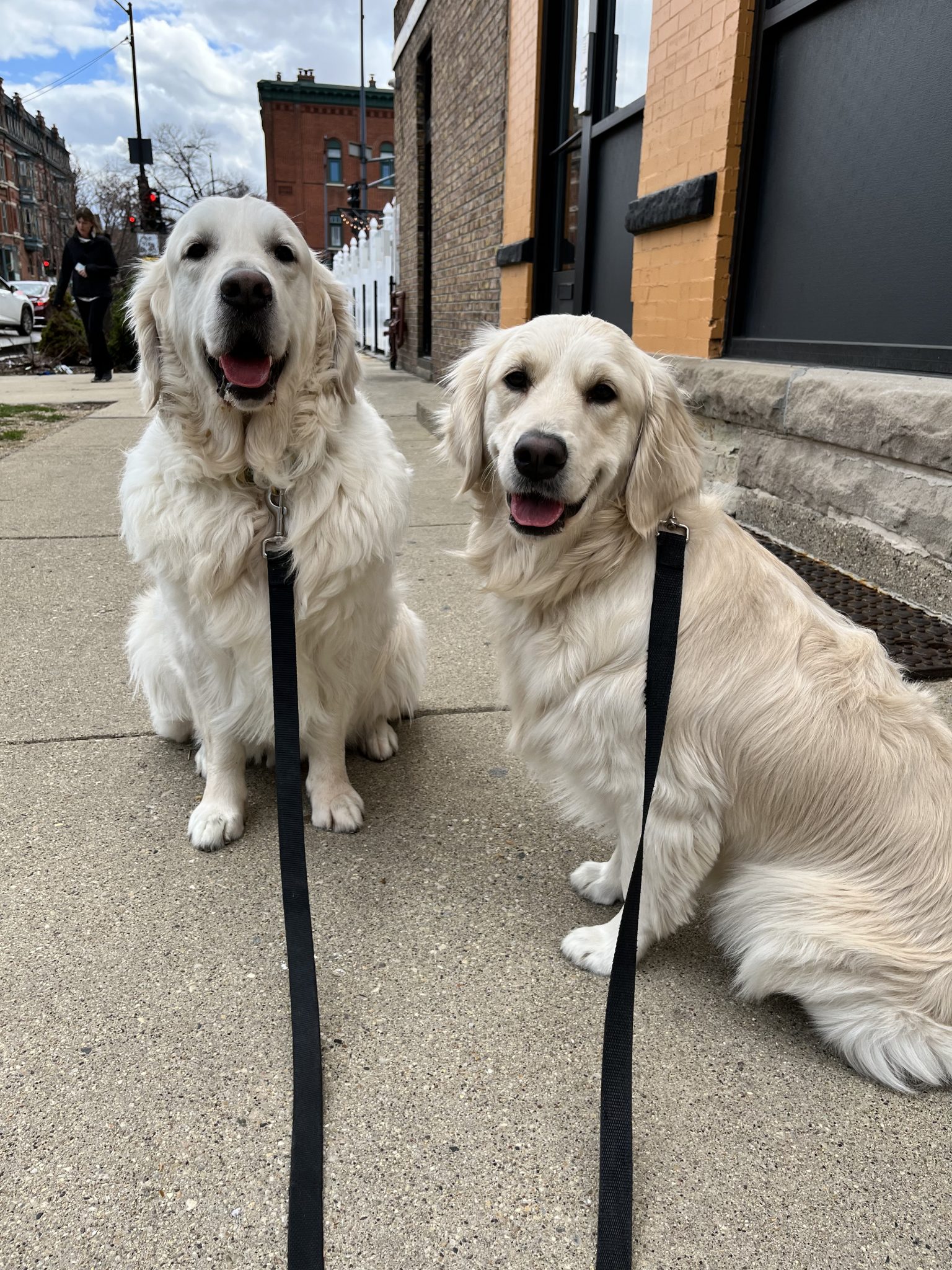 Preventative action towards flea, tick and heartworm!