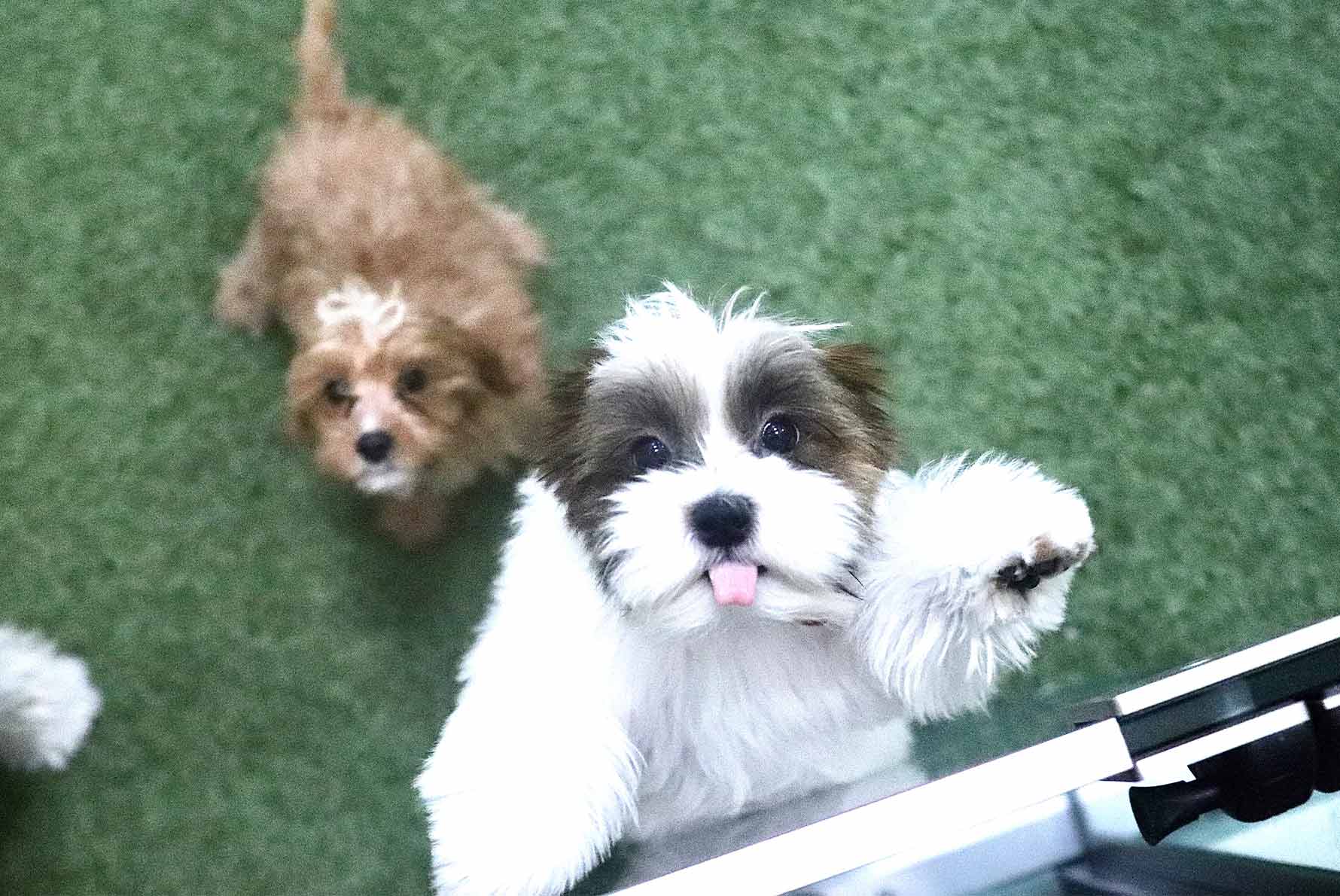 White and brown puppies looking at the camera