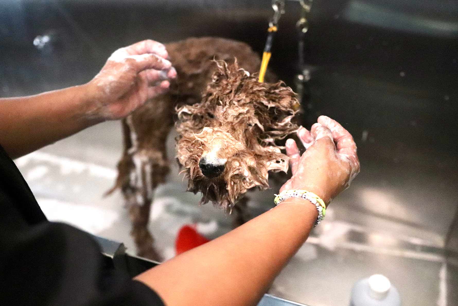 Benefits of Grooming