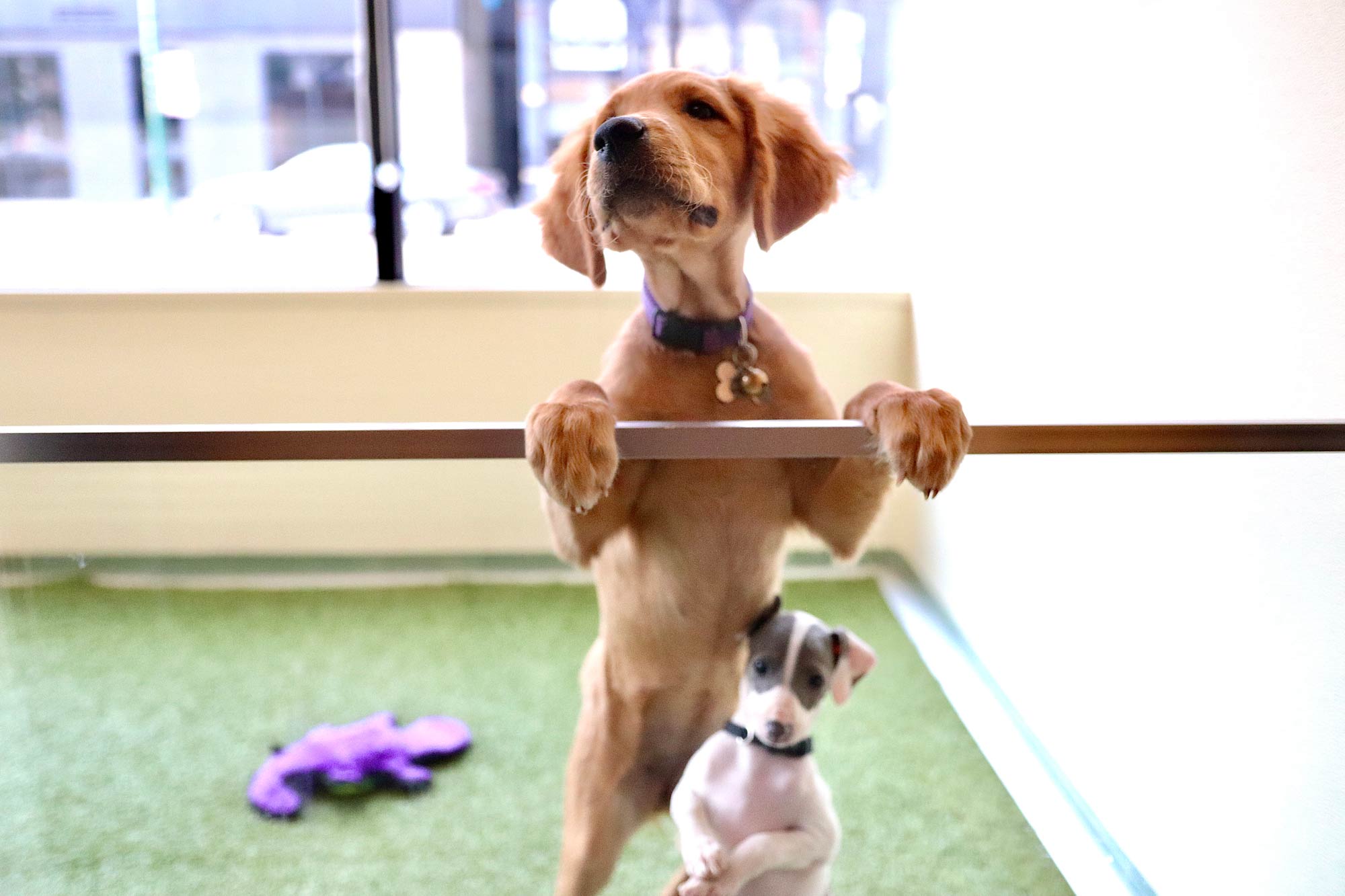 Puppy looking at a camera