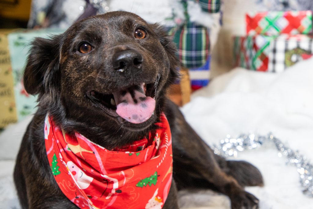 FUR-prising consequences of ignoring your pet’s oral health!