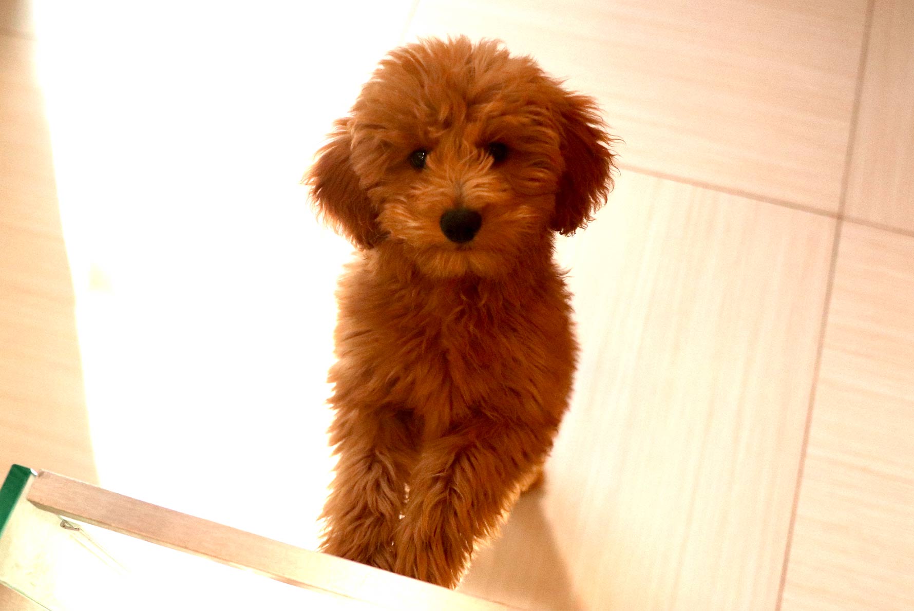 Puppy Playcare Features