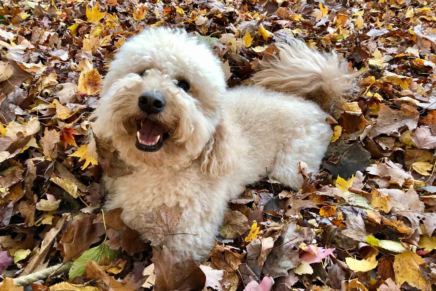 Benefits to Pet Sitting with PUPS