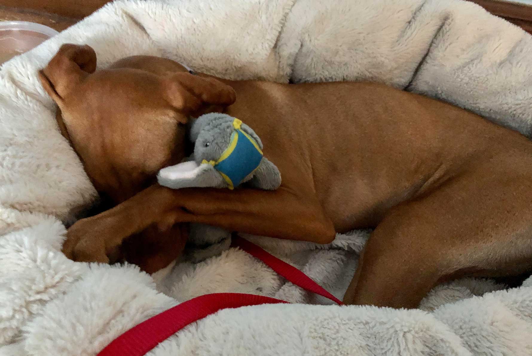 Snuggled up in bed after a day of play