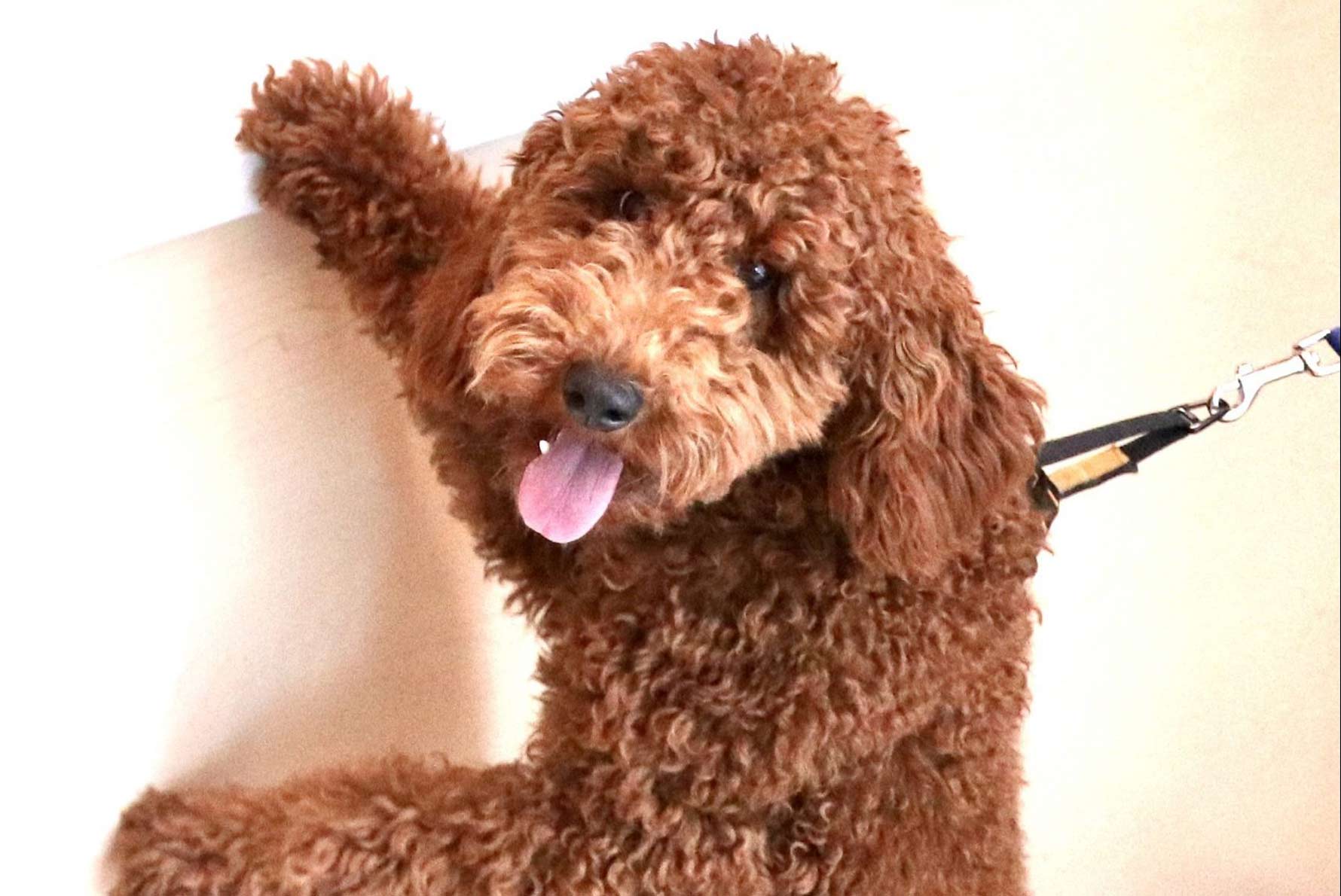 Dog Daycare in Wicker Park, Chicago